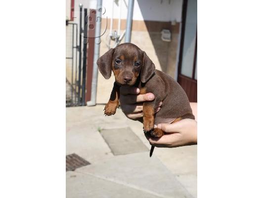 Dachshund